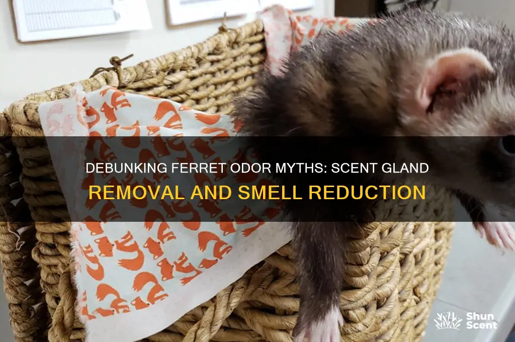 do ferrets still stink if you remove there scent glands
