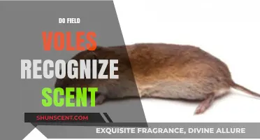 Can Field Voles Identify Scents? Uncovering Their Olfactory Recognition Abilities