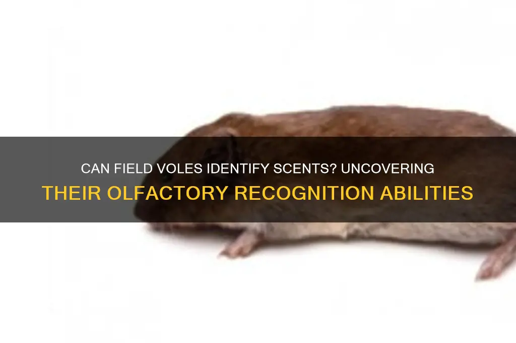 do field voles recognize scent