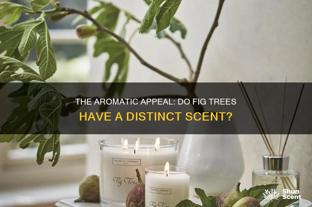 do fig trees have a scent