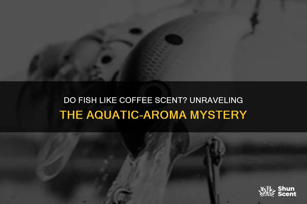 do fish like coffee scent