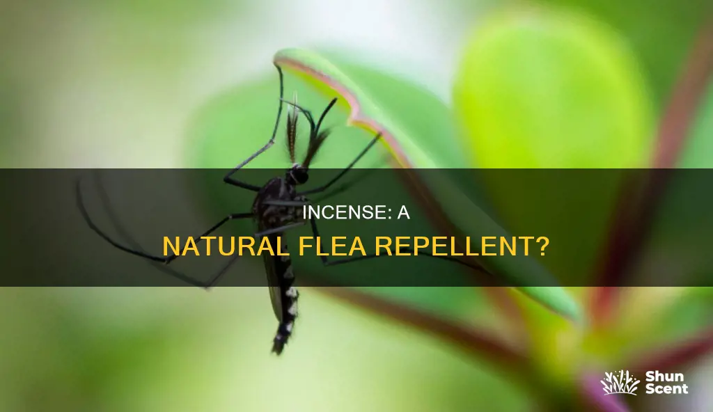 do fleas hate incense