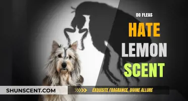 Lemon Scent: A Natural Flea Repellent or Just a Myth?