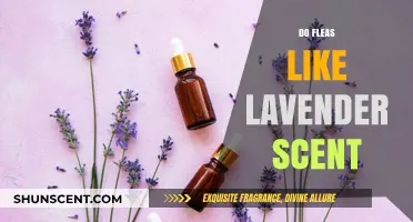 Does Lavender Repel Fleas? Uncovering the Truth About Its Scent