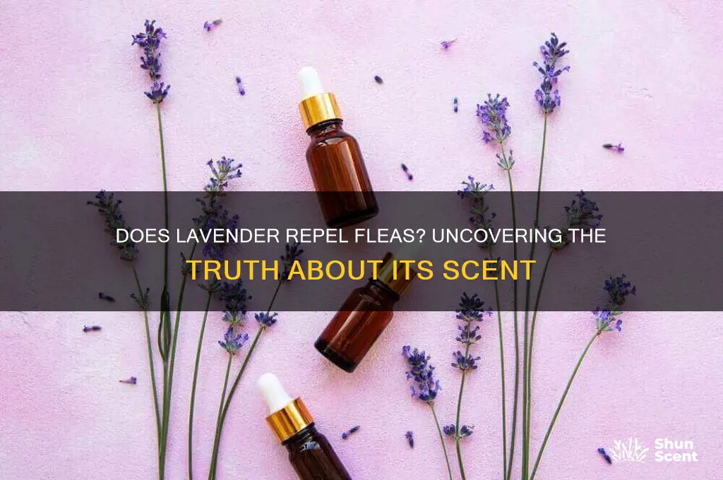 do fleas like lavender scent
