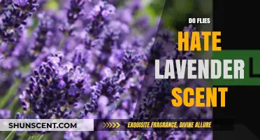 Lavender's Power: Can Its Scent Repel Pesky Flies Effectively?