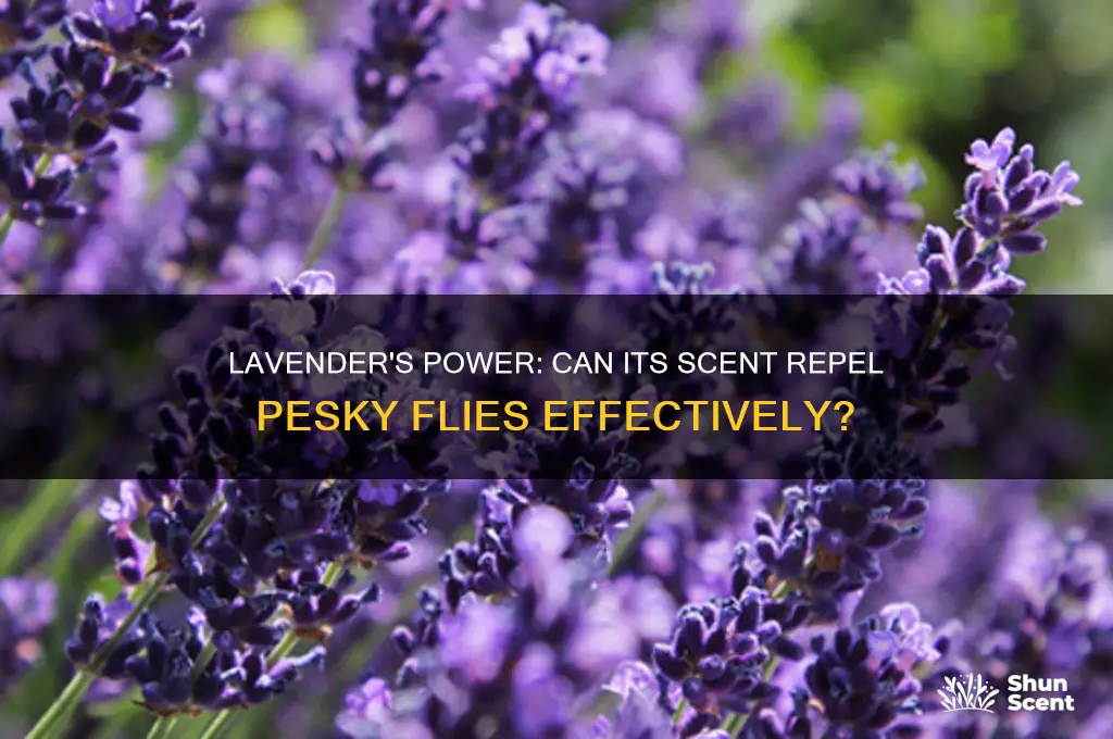 do flies hate lavender scent