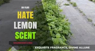 Does Lemon Scent Repel Flies? Uncovering the Truth Behind the Myth