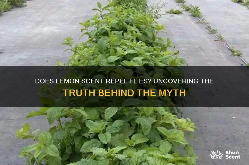 do flies hate lemon scent