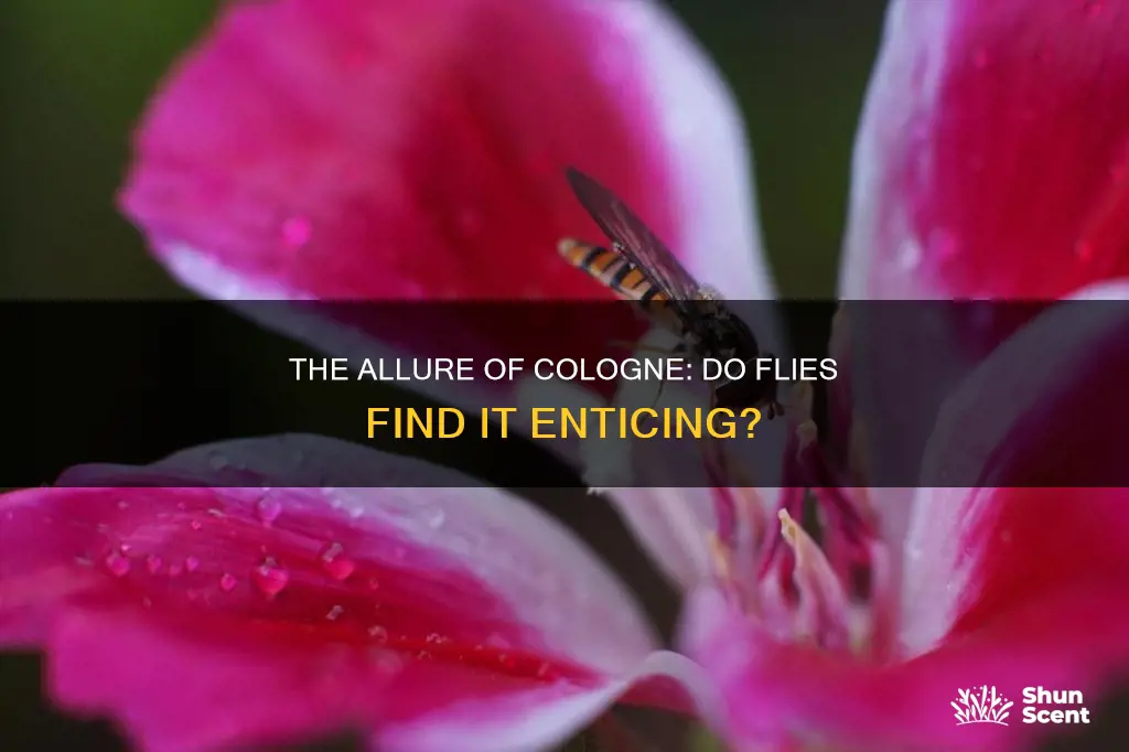 do flies like cologne