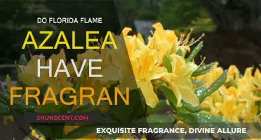 Florida Flame Azalea: A Visual and Olfactory Delight?