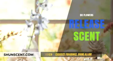Do Flowers Release Scent? Unveiling the Fragrant Secrets of Blooms
