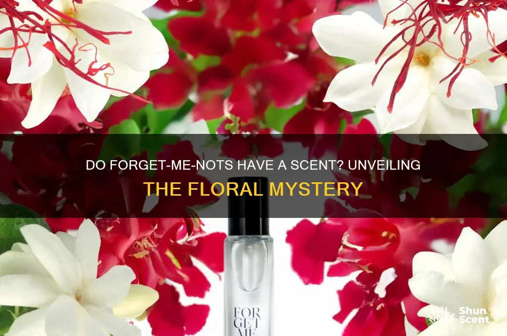 do forget me nots have a scent