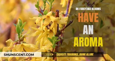 Forsythia Blooms: Do They Smell Sweet?