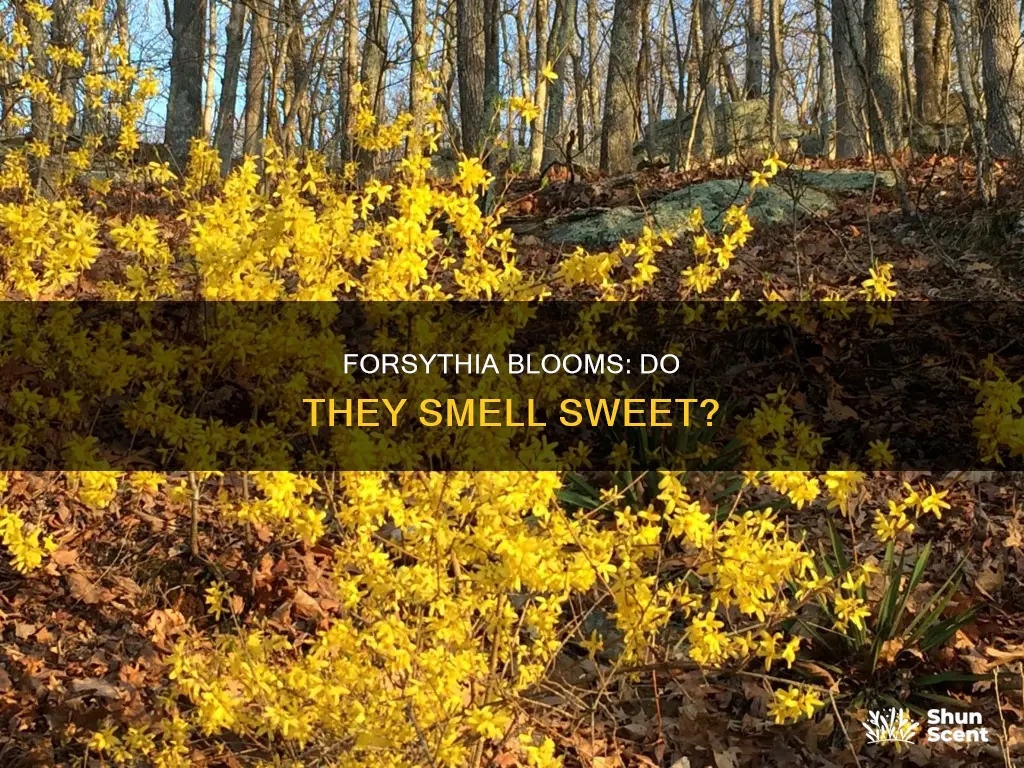 do forsythia blooms have an aroma