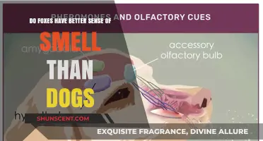 Unleashing the Truth: Foxes' vs. Dogs' Sense of Smell