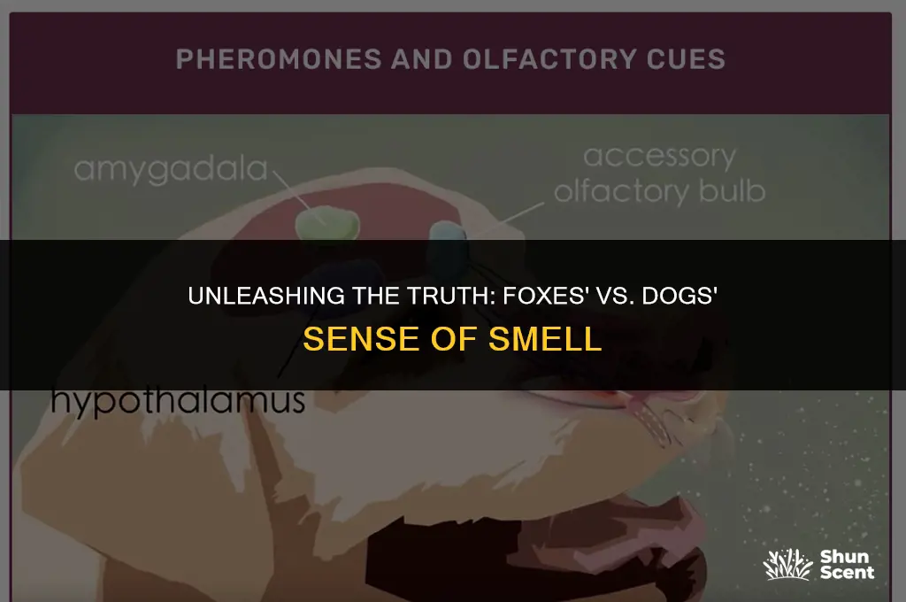do foxes have better sense of smell than dogs