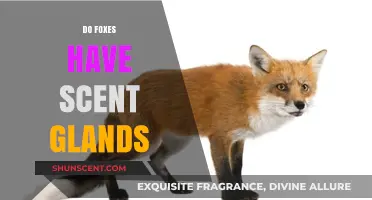 Unveiling the Truth: Do Foxes Possess Scent Glands for Communication?