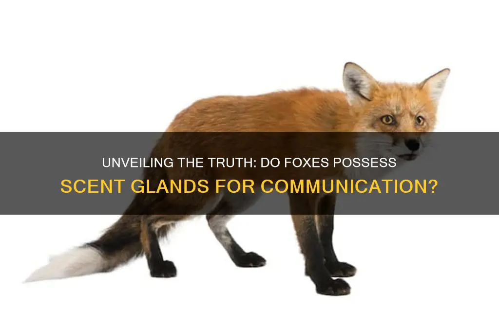 do foxes have scent glands