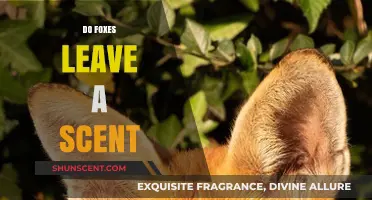 Do Foxes Leave a Scent? Uncovering Their Marking Habits and Behaviors