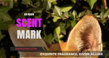 Do Foxes Scent Mark? Unveiling Their Territorial Communication Secrets