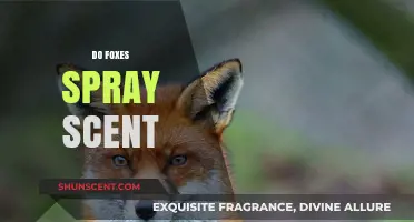 Do Foxes Spray Scent? Uncovering the Truth About Fox Marking Habits