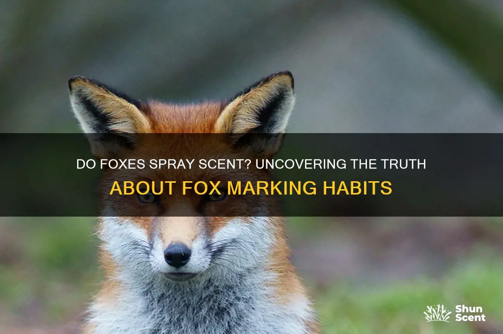 do foxes spray scent