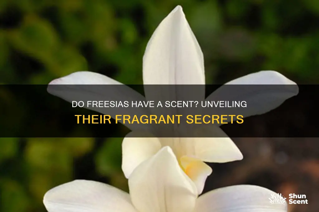 do freesias have a scent