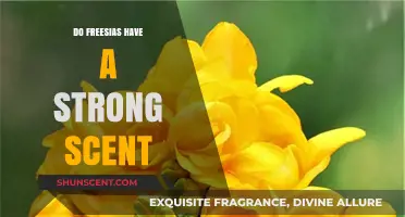 Do Freesias Have a Strong Scent? Unveiling Their Fragrant Appeal