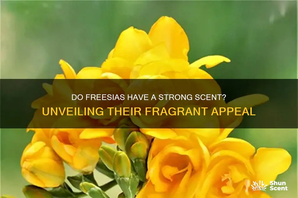 do freesias have a strong scent