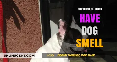 Do French Bulldogs Have a Distinct Dog Smell? Let's Find Out!