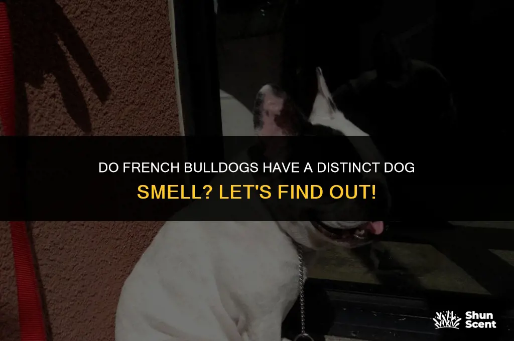 do french bulldogs have dog smell