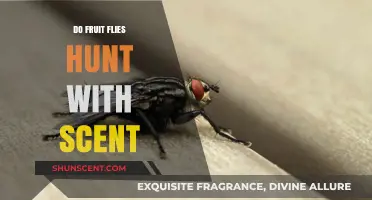 Fruit Flies and Scent: Uncovering Their Hunting Secrets