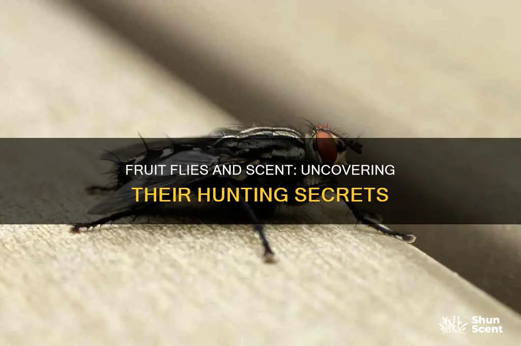do fruit flies hunt with scent