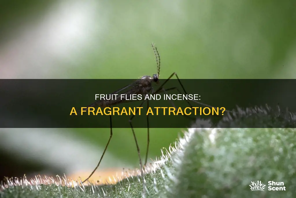 do fruit flies like incense
