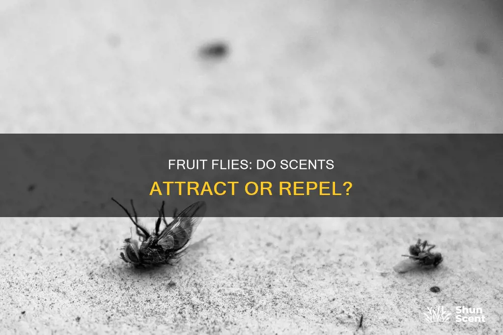 do fruit flies like perfume
