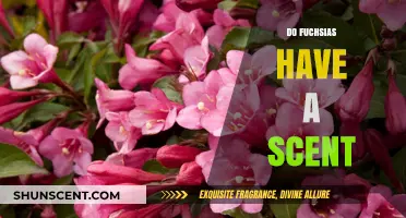 Do Fuchsias Have a Scent? Unveiling the Truth About Their Fragrance