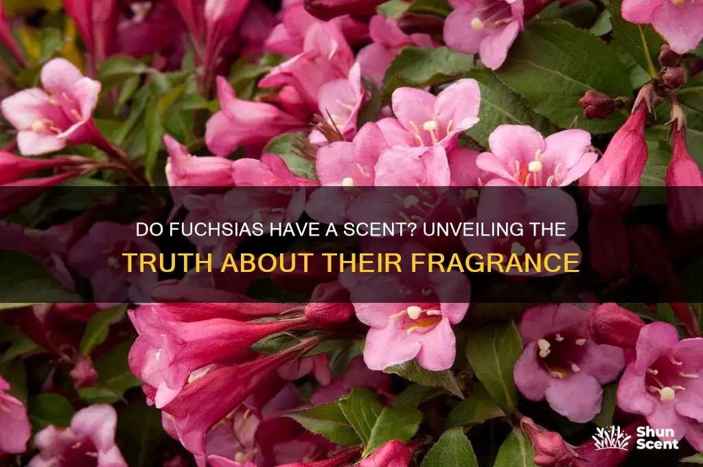 do fuchsias have a scent