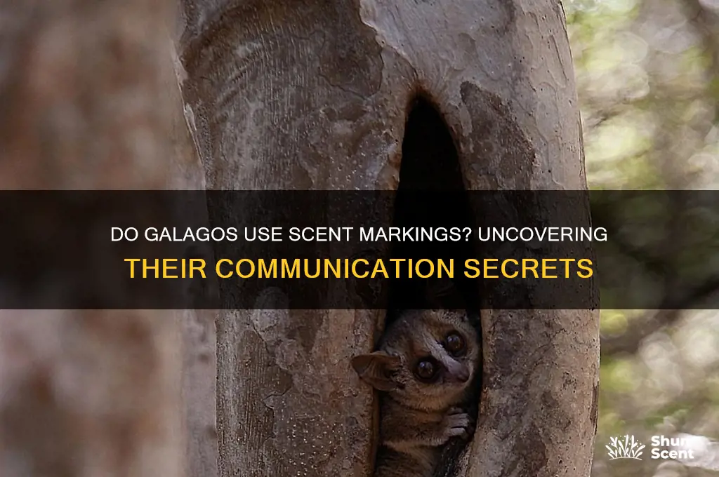 do galago use scent markings