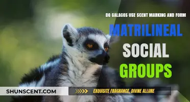 Galagos' Scent Marking and Matrilineal Social Structures: Unveiling Primate Behavior