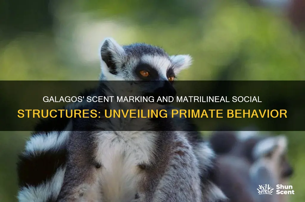 do galagos use scent marking and form matrilineal social groups