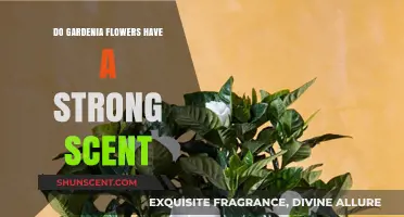 Gardenia Flowers: Unveiling Their Powerful, Captivating, and Irresistible Fragrance