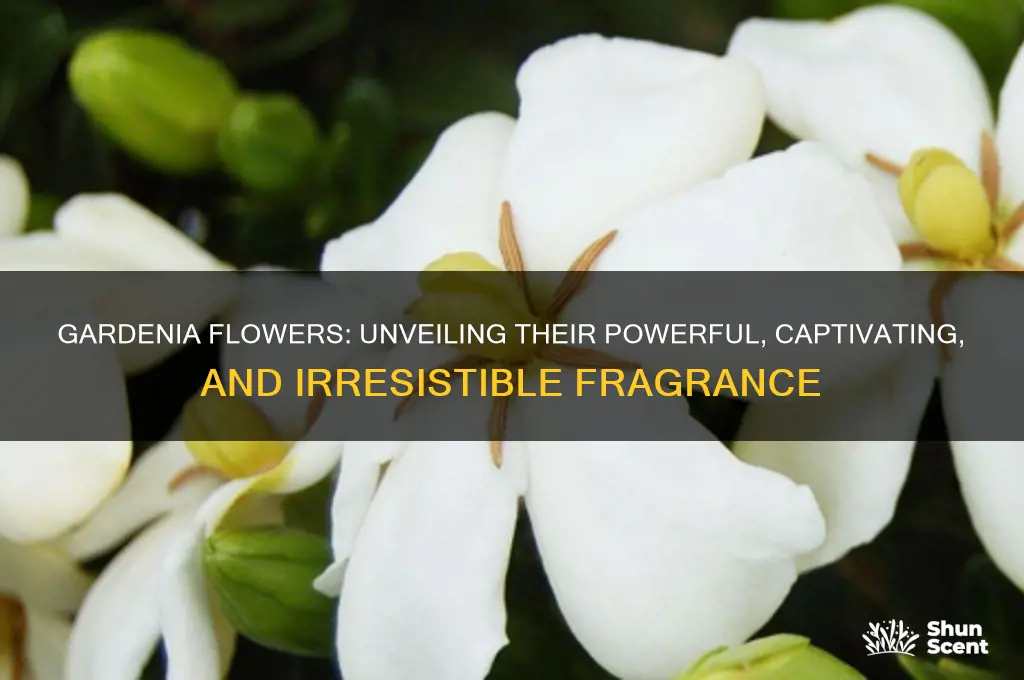 do gardenia flowers have a strong scent