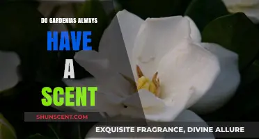 Do Gardenias Always Smell Fragrant? Unveiling the Truth About Their Scent