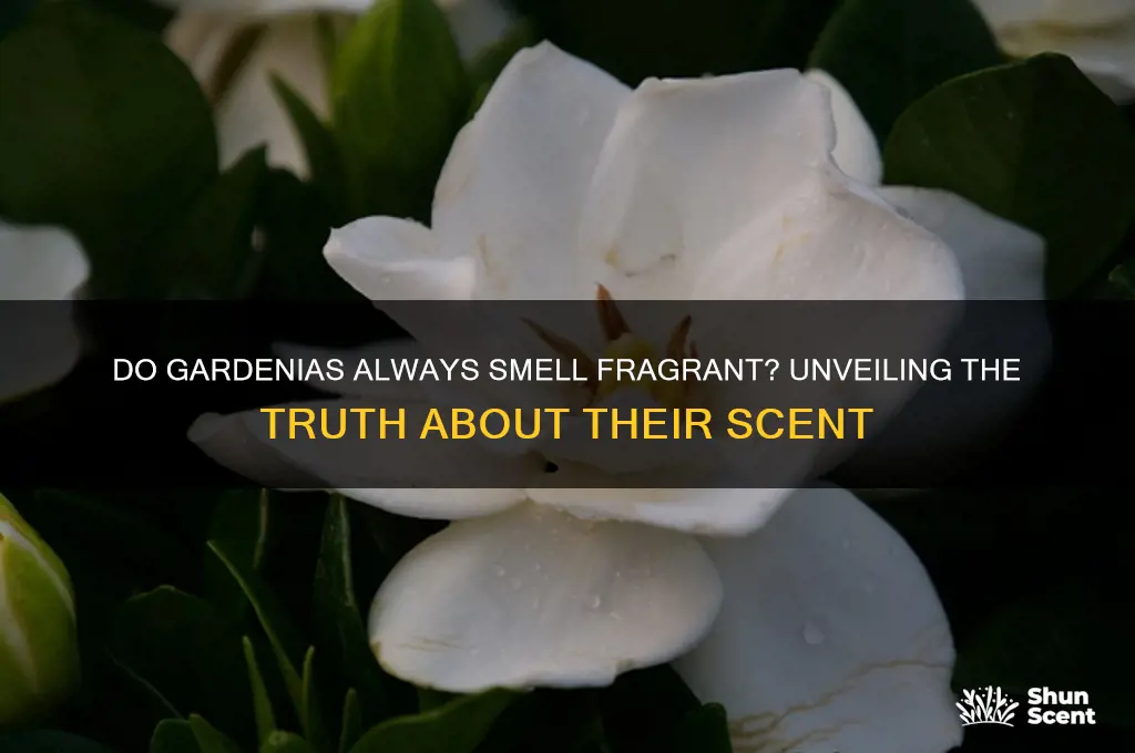 do gardenias always have a scent