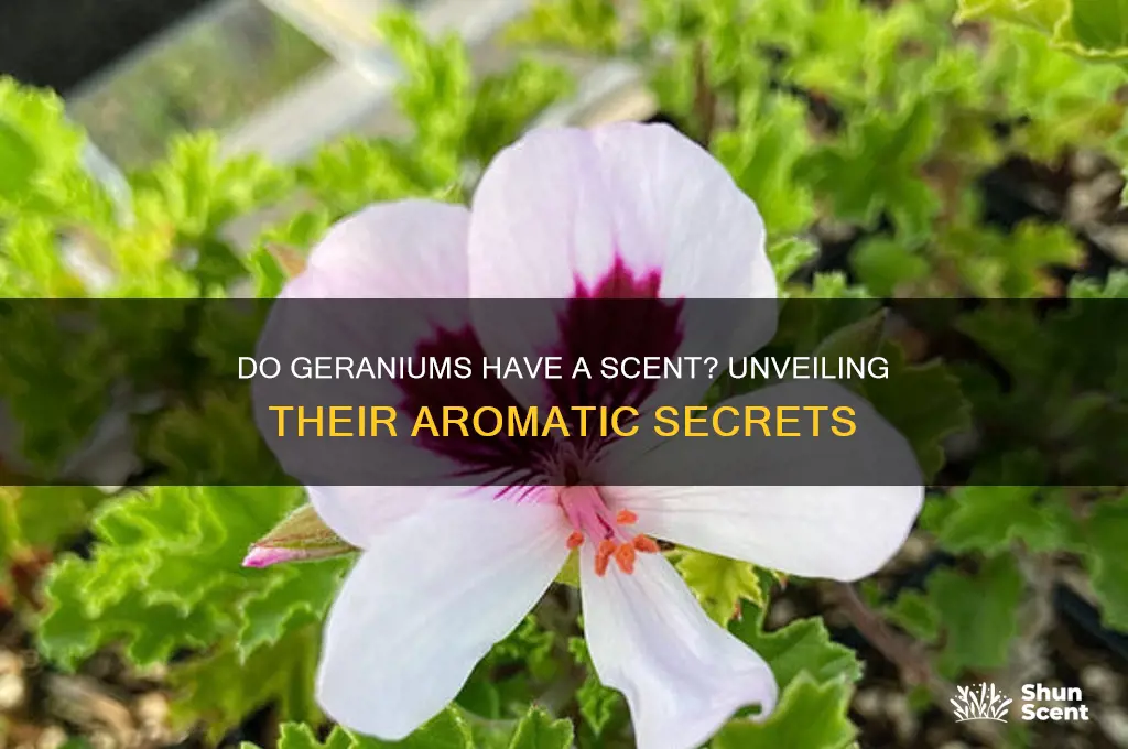 do geraniums have a scent