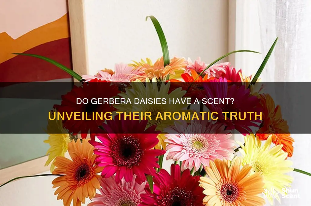 do gerbera daisies have a scent