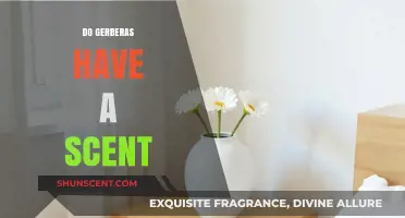 Do Gerberas Have a Scent? Unveiling the Truth About Their Fragrance