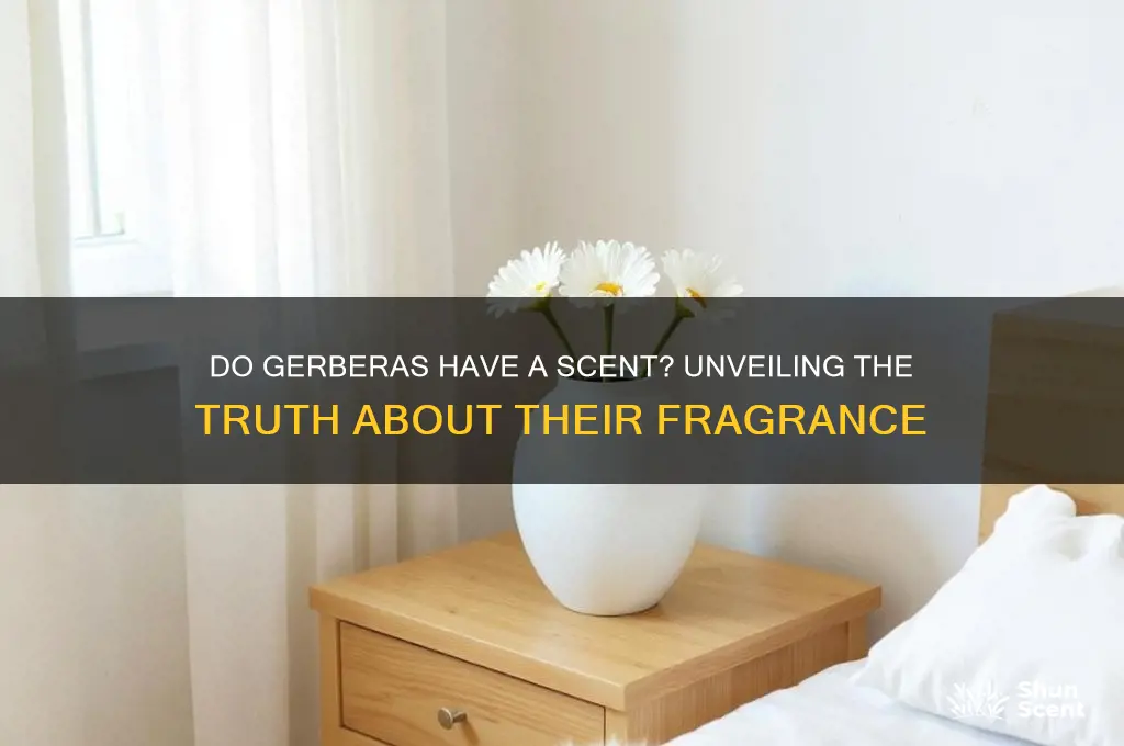 do gerberas have a scent