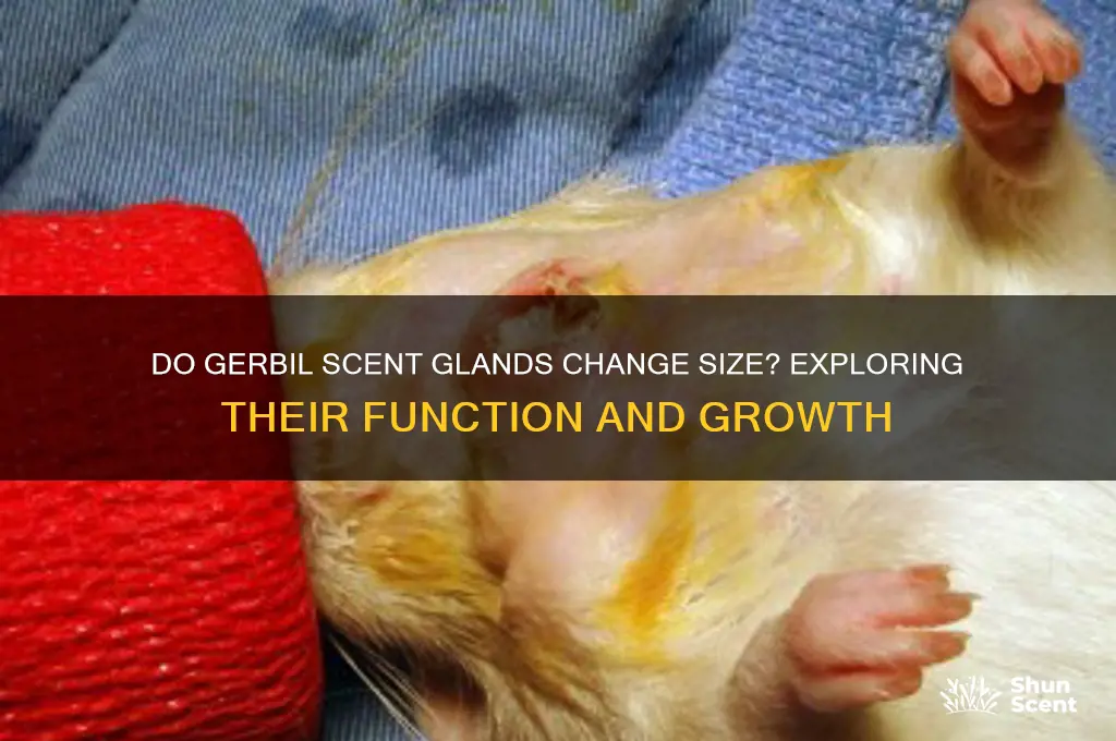 do gerbil scent glands change size